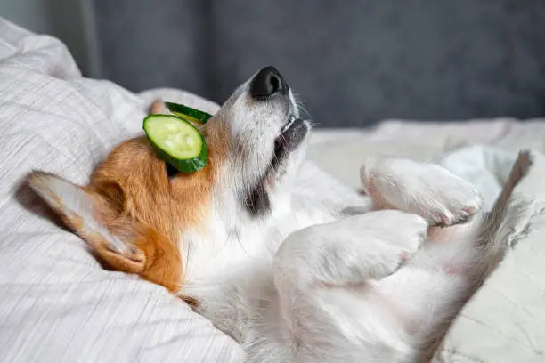 Pet Care Supplies Gee-Commerce, LLC